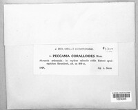 Peccania coralloides image